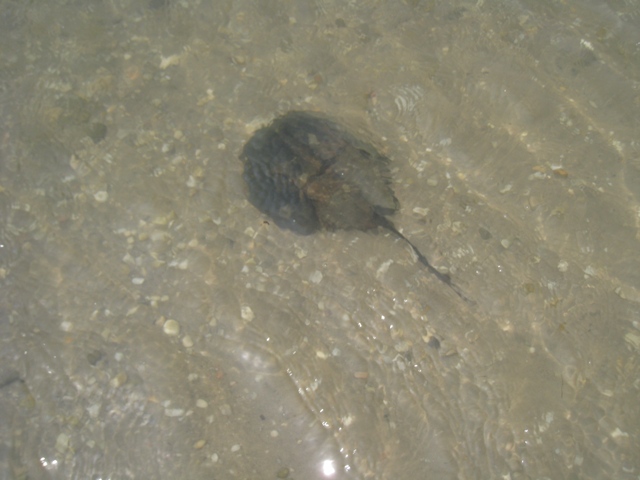 horseshoeCrab-lg